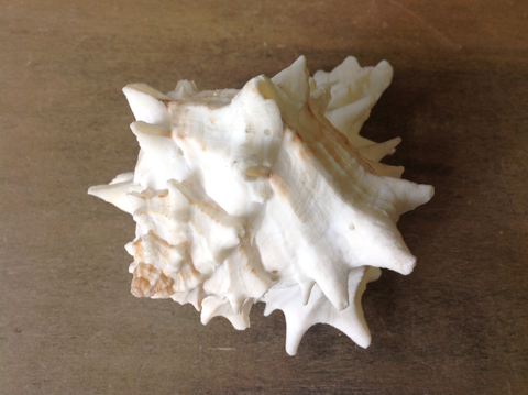White Murex Shell