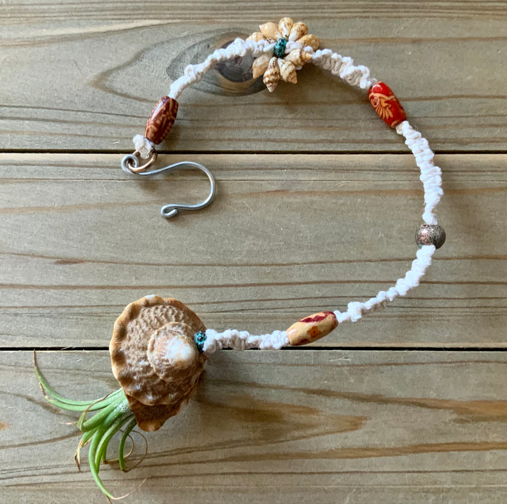 car air plant Seashell Car Charm Air Plant Hanger – Sea Things Ventura