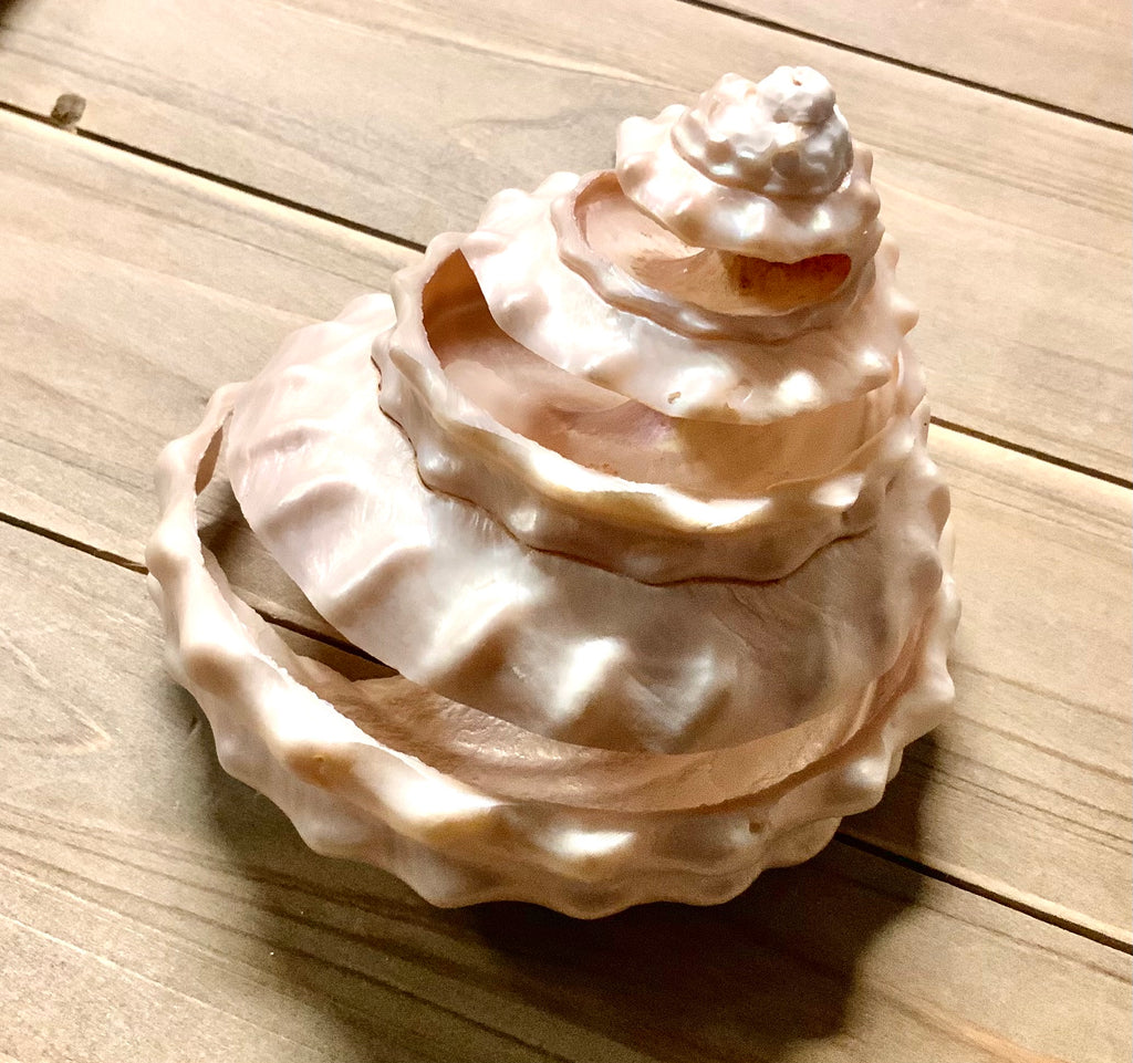 Pearlized Turban Shell – Sea Things Ventura