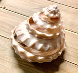 Pearlized Turban Shell