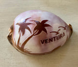 Carved and Painted  Cowries