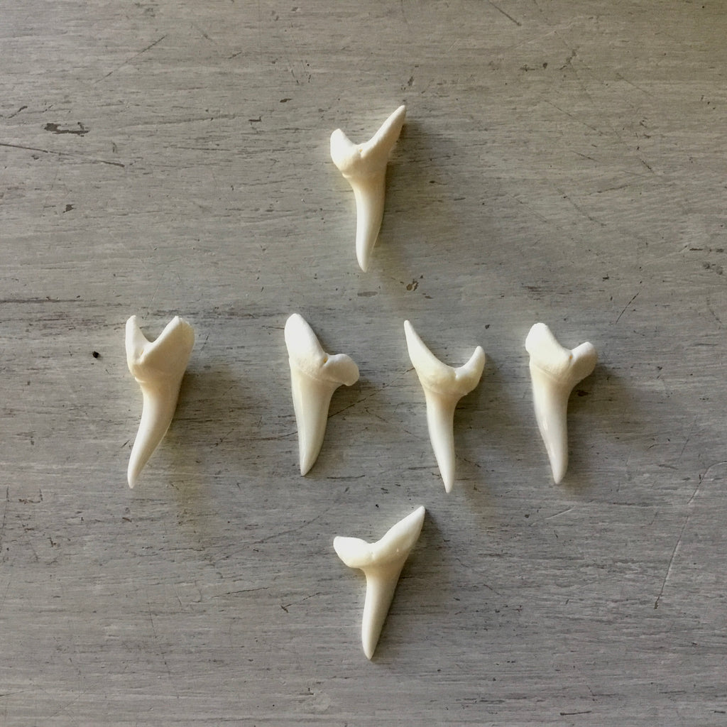 Mako Shark Tooth