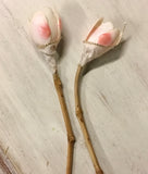 Tellina Shell Tulip