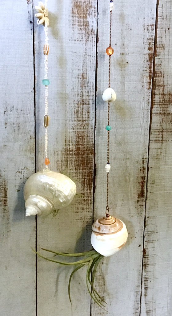 air plant in seashell Hanging Air Plant Seashell – Sea Things Ventura