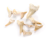 Fossil Shark Teeth Pack