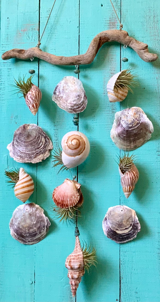 hanging plant mobile Driftwood Seashell Air Plant Mobile – Sea Things Ventura