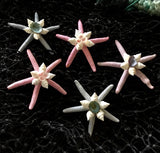 Colorful Starfish Shell Magnet