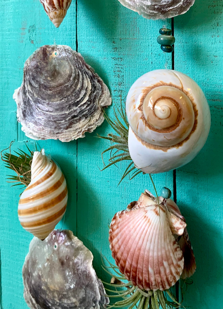 air plants in seashells Driftwood Seashell Air Plant Mobile – Sea Things Ventura