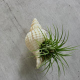 Shell Air Plant Magnet