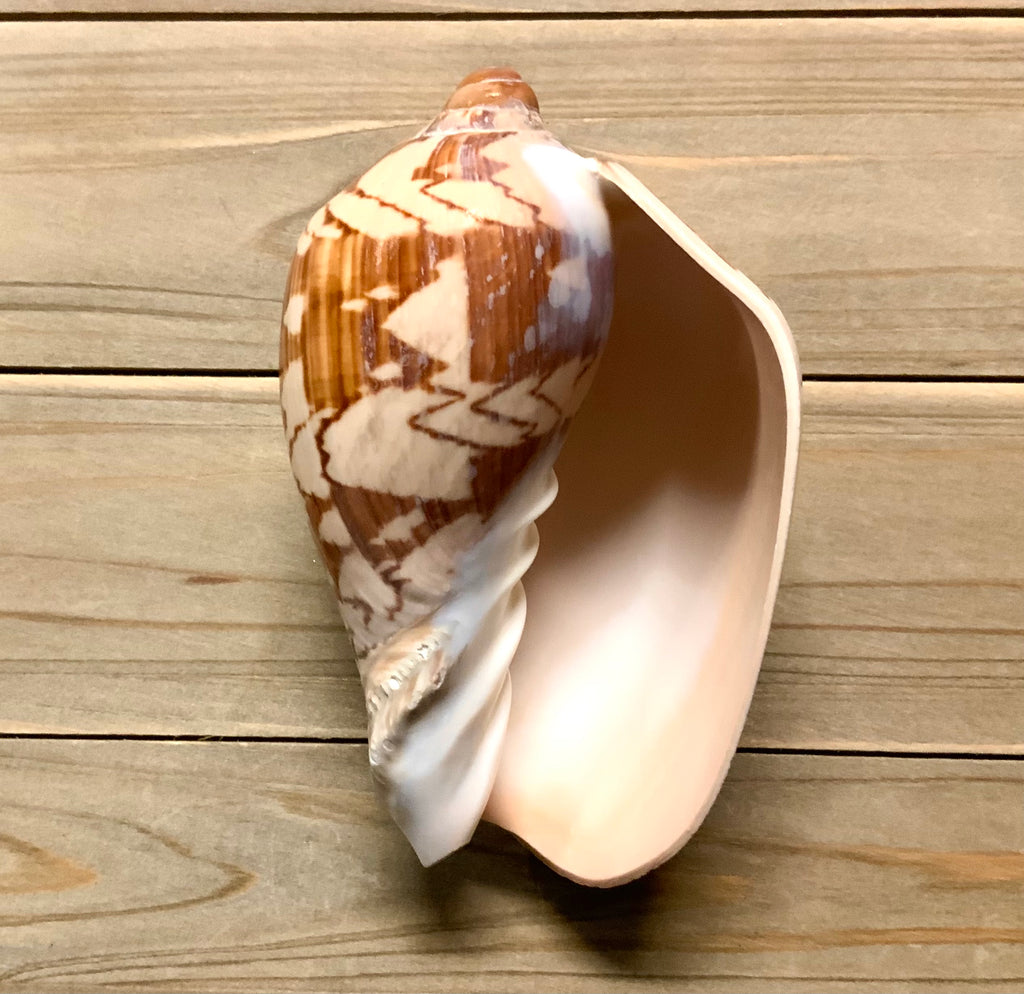 Volute Shell – Sea Things Ventura