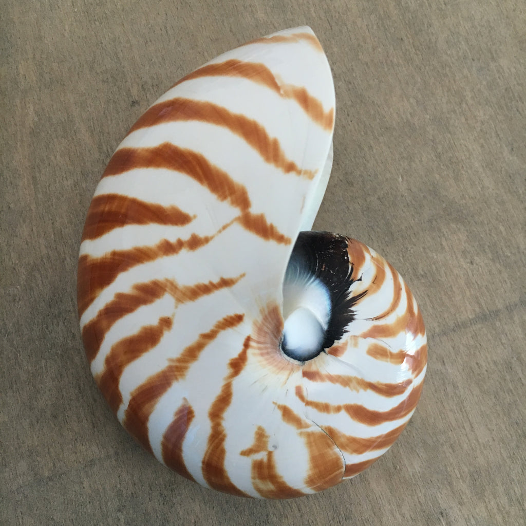 Polished Nautilus Shell