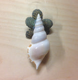 Tibia Shell Limpet Ornament
