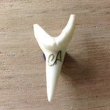 Ventura & CA Shark Tooth Magnet