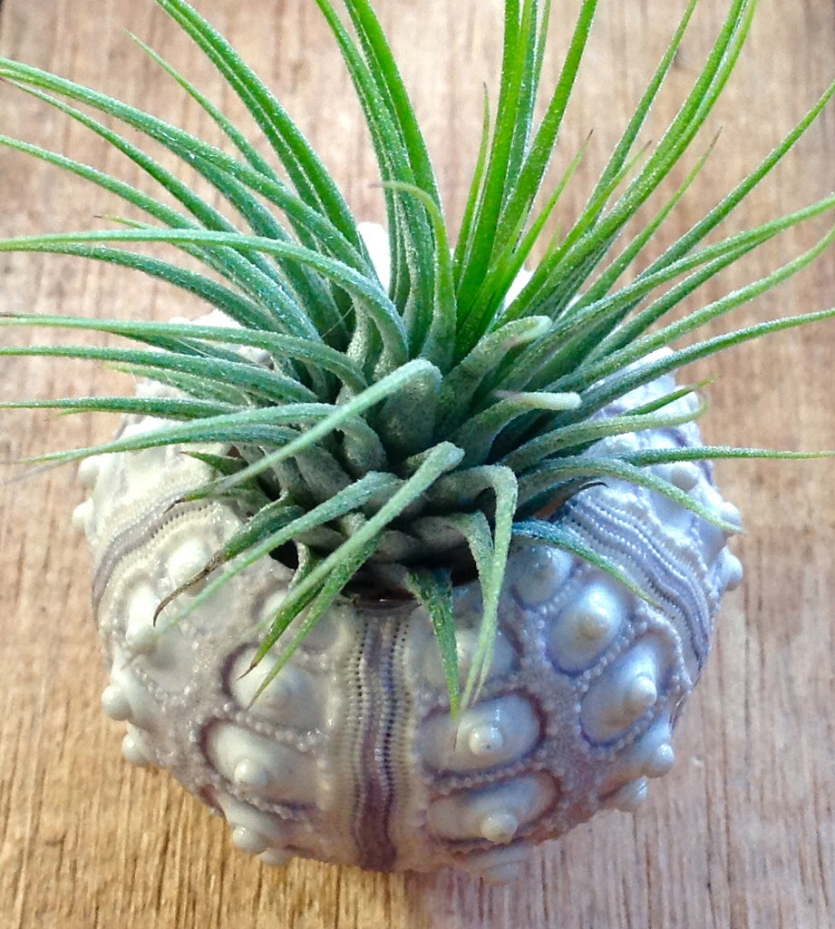 Shell Air Plant Magnet