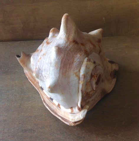 Cassis Shell Horn