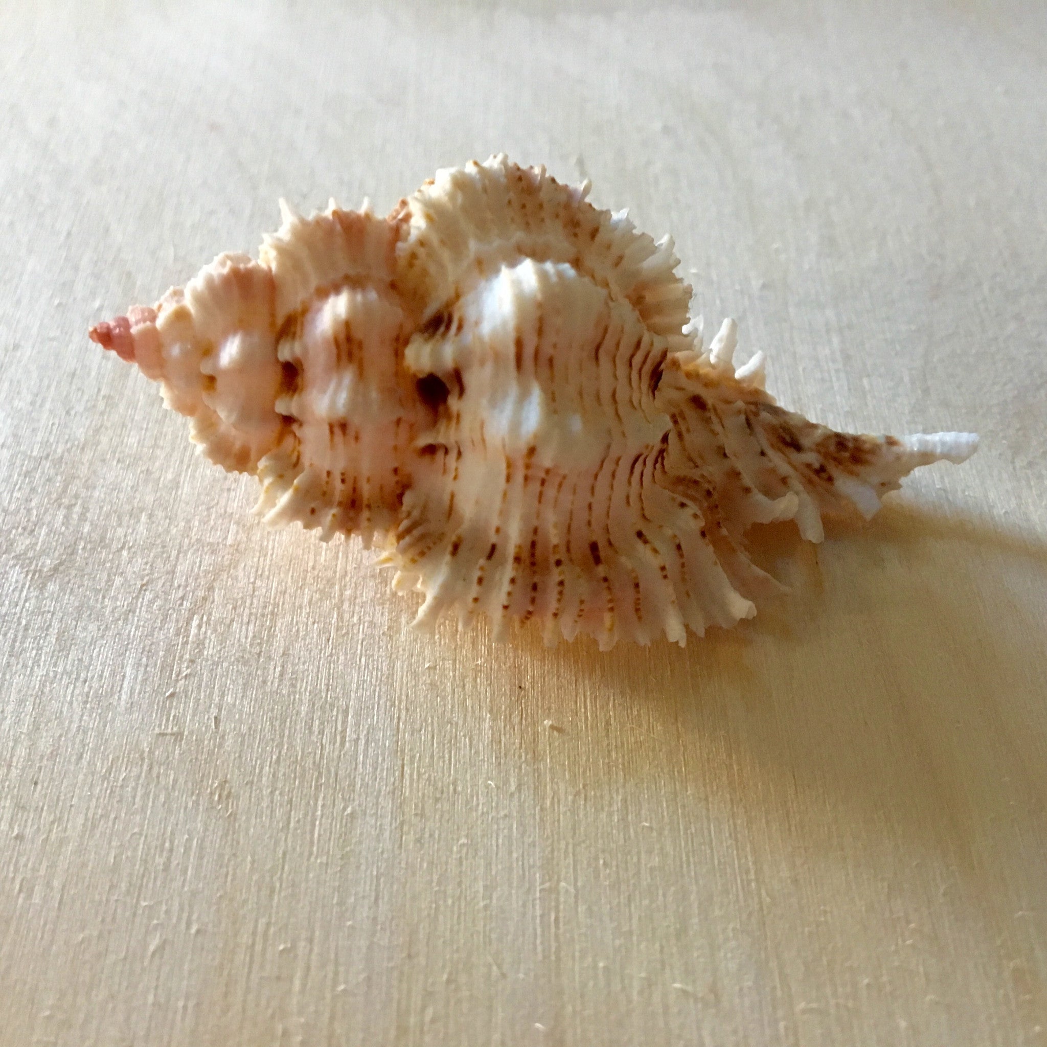Murex ( chicoreus florifer ) – Sea Things Ventura
