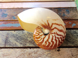 Polished Nautilus Shell