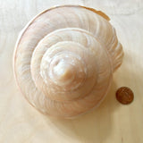 Slit Shell -Pleurotomariidae