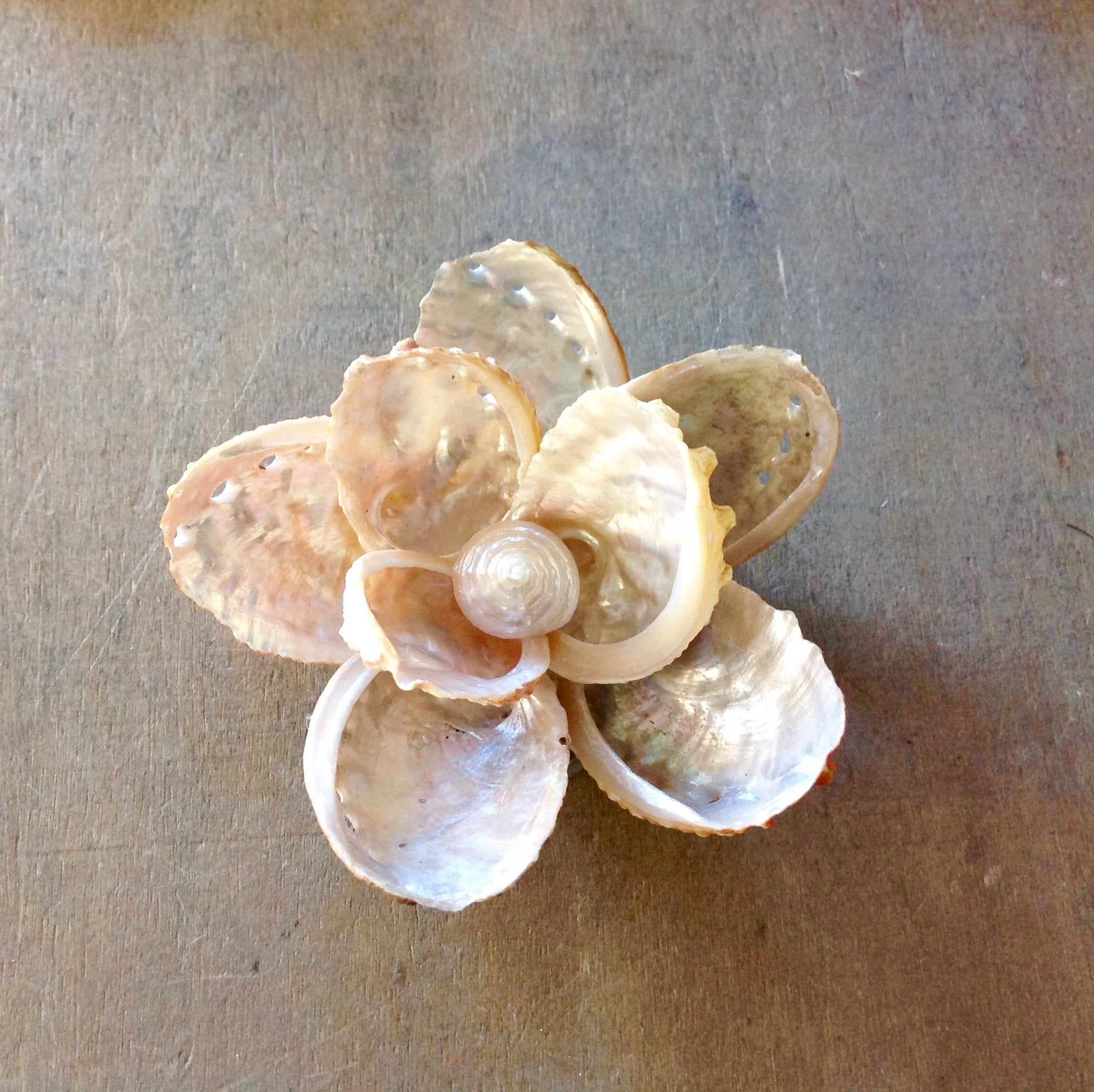 Seashell Wall Flower – Sea Things Ventura