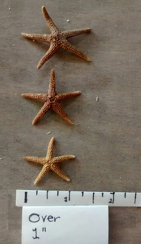 $1.00 Florida Starfish