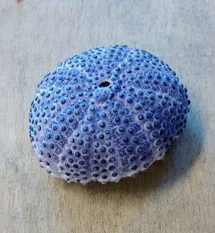 Deep Purple Sea Urchin
