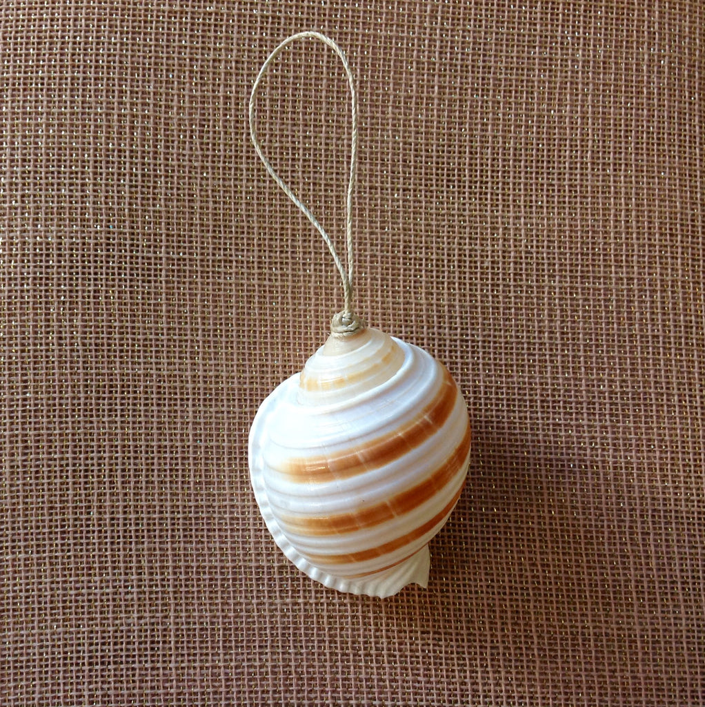 Tonna Shell Ornament