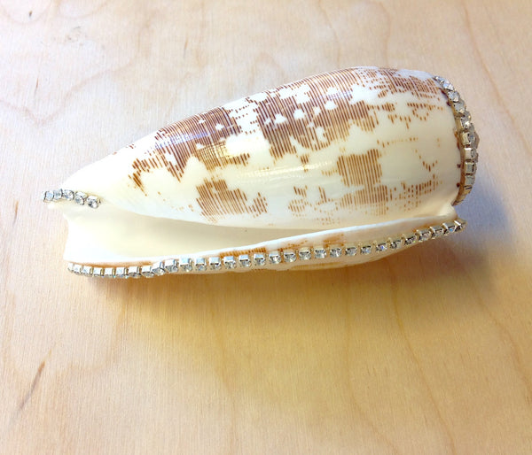 Jeweled Shells Sea Things Ventura