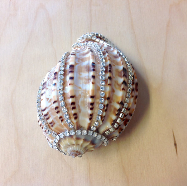 Jeweled Shells Sea Things Ventura