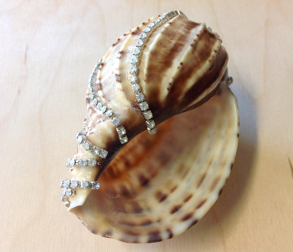 Jeweled Shells Sea Things Ventura