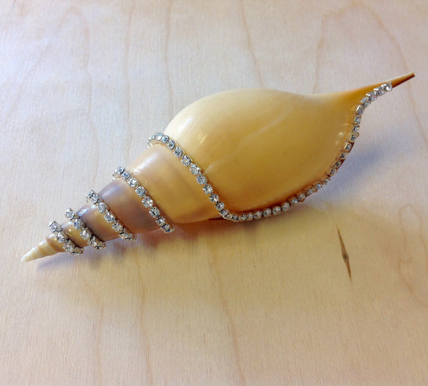 Jeweled Shells Sea Things Ventura