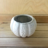 Sea Urchin Planter