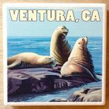 Ventura Sea Lion Coaster