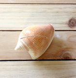 Seashell Card Holder