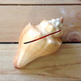 Seashell Card Holder