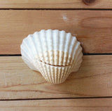 Seashell Card Holder