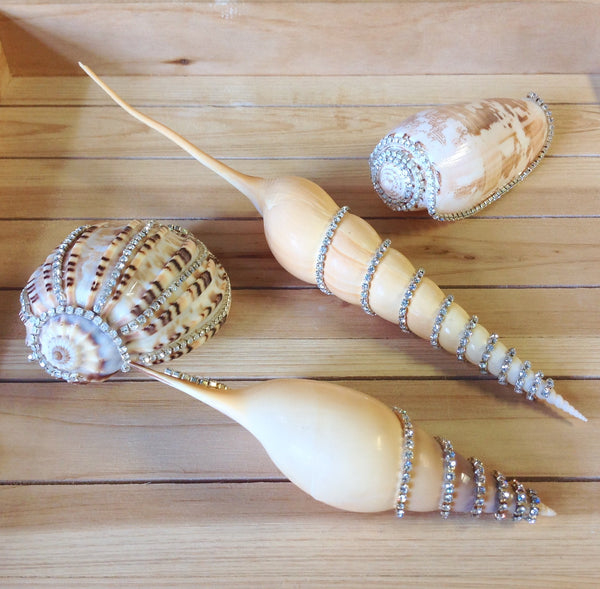 Jeweled Shells Sea Things Ventura