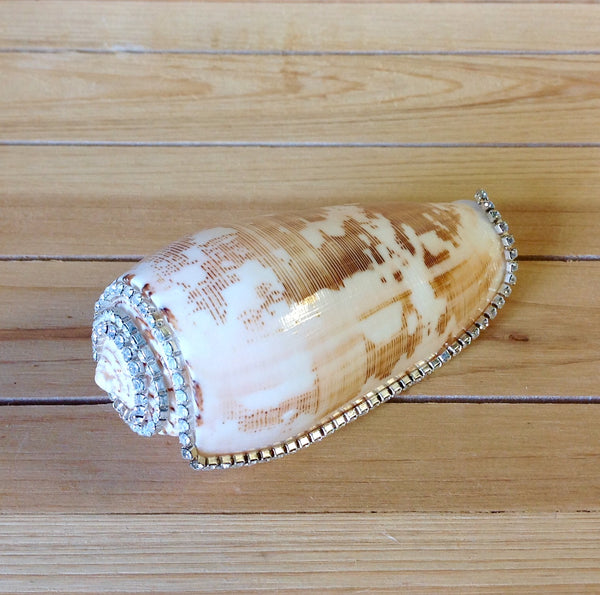 Jeweled Shells Sea Things Ventura