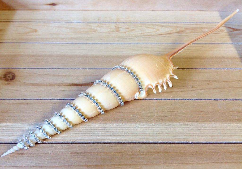 Jeweled Shells Sea Things Ventura