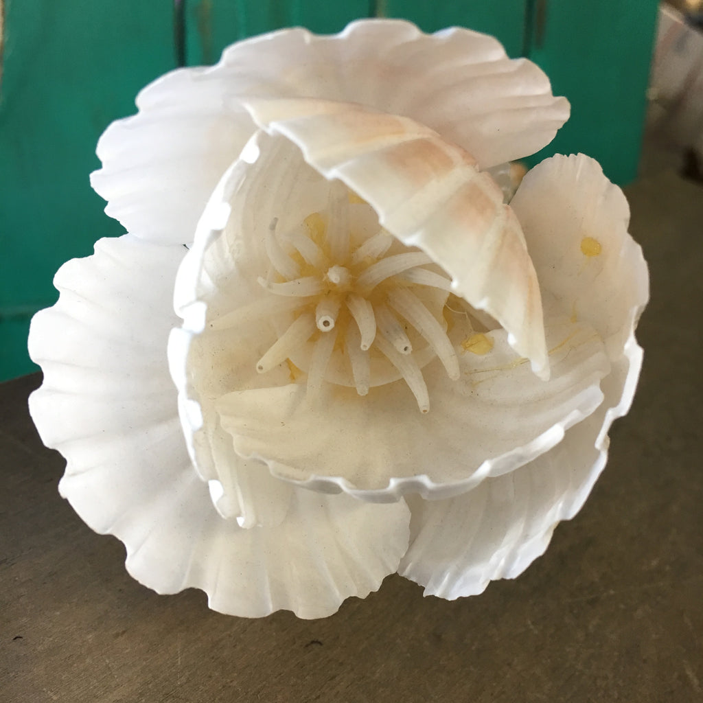 White Scallop Seashell Flower