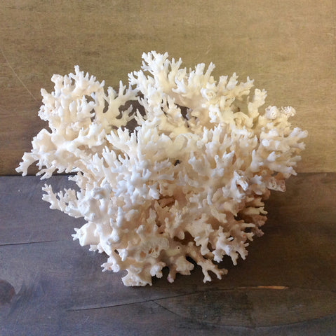 Lace Coral