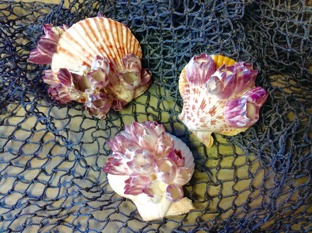 Colorful Pecten with Barnacles
