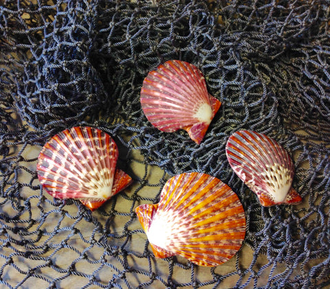 Whole Polished Pecten Pallium