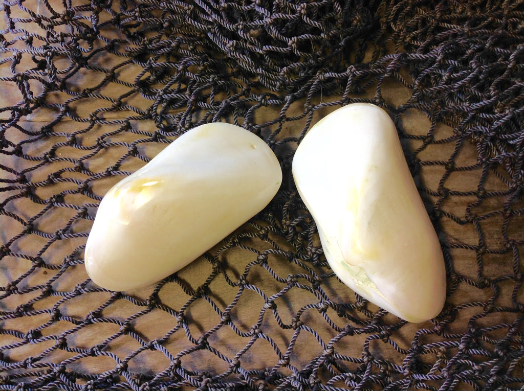 Polished White Mussel Shells