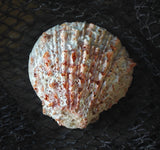 Large Orange Spondylus Shell