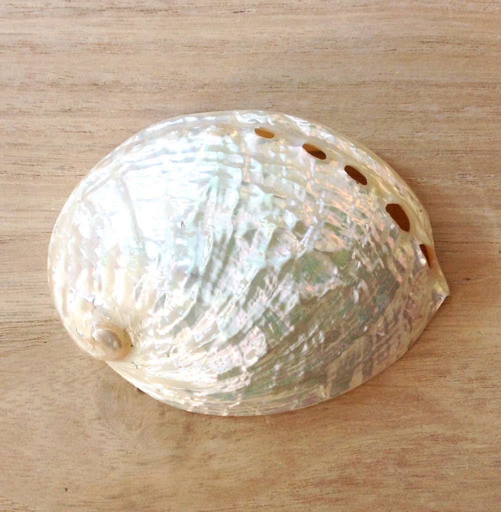 Polished Chino Abalone Shell