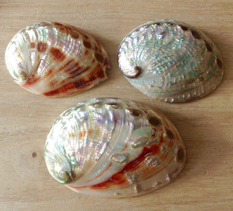 Polished Small Red or Green Abalone Shell
