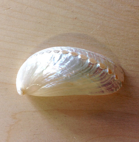 Pearl Donkey Ear Abalone Shell