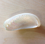 Pearl Donkey Ear Abalone Shell