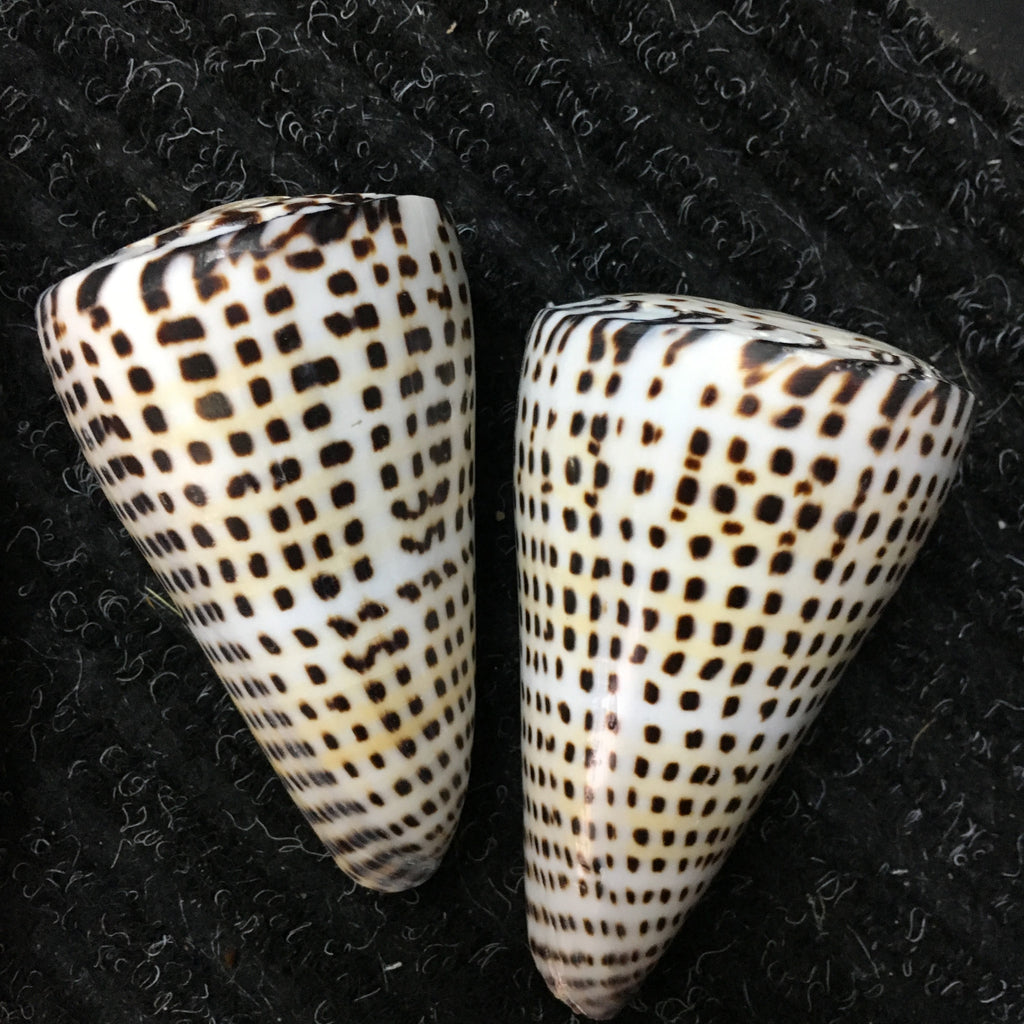 Lettered Cone Shell (conus litteratus)