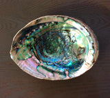 Large Green Abalone Seashell